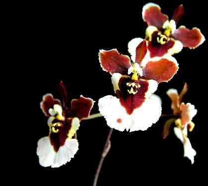Tolumnia Catherine Wilson